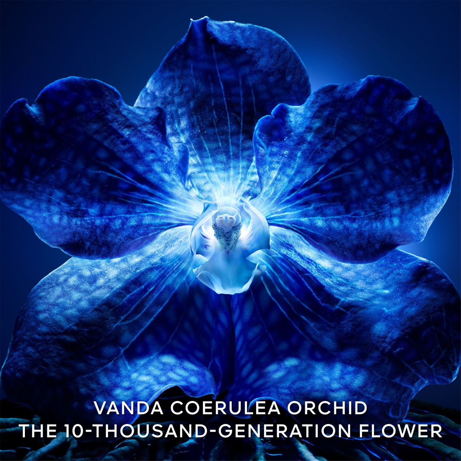 Orchidee Imperiale Light Cream