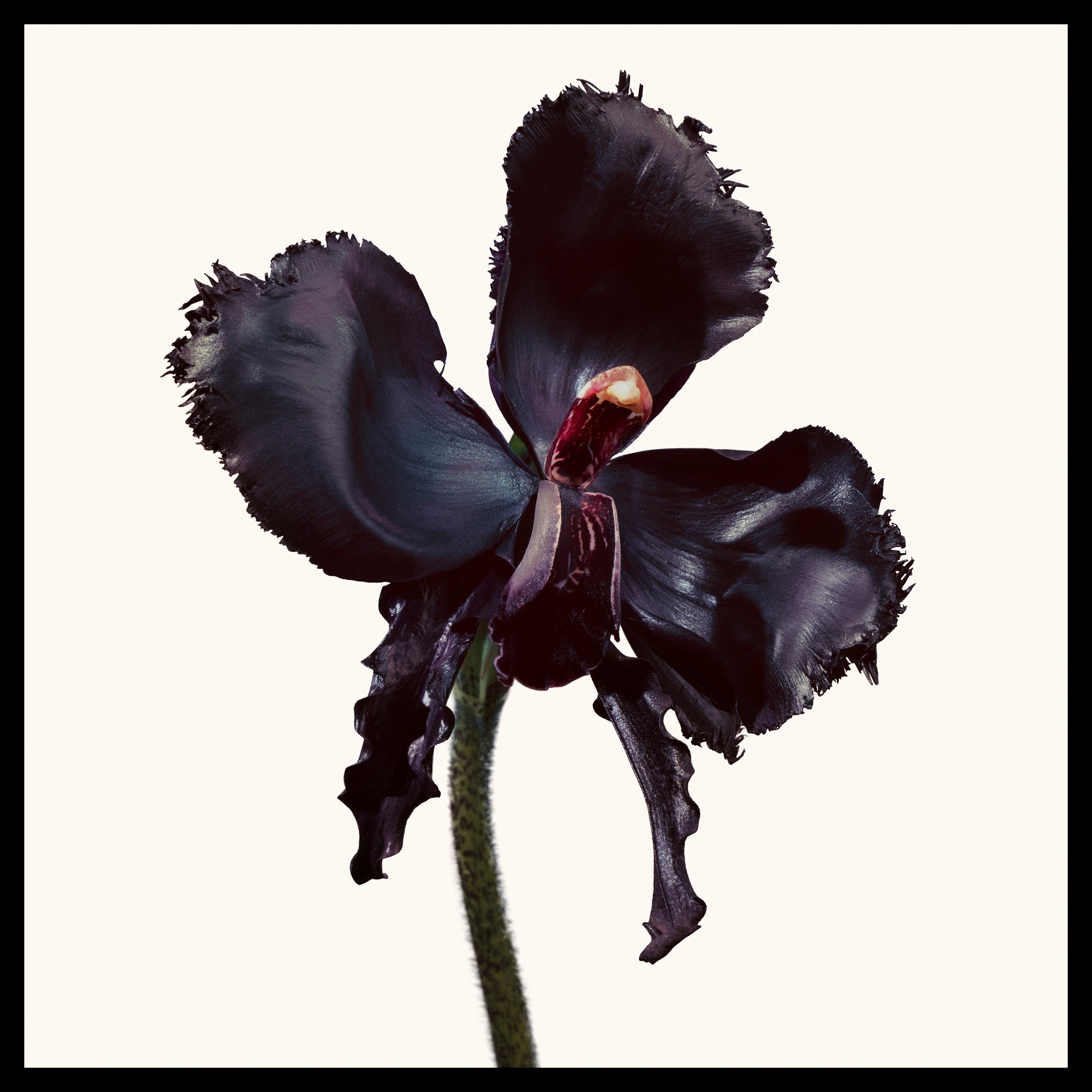 Black Orchid Reserve Eau de Parfum Spray