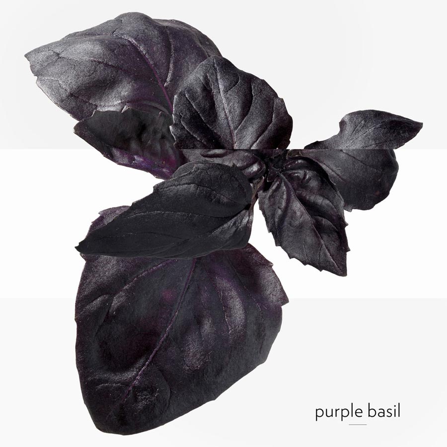Eau Basilic Pourpre Edc Spray