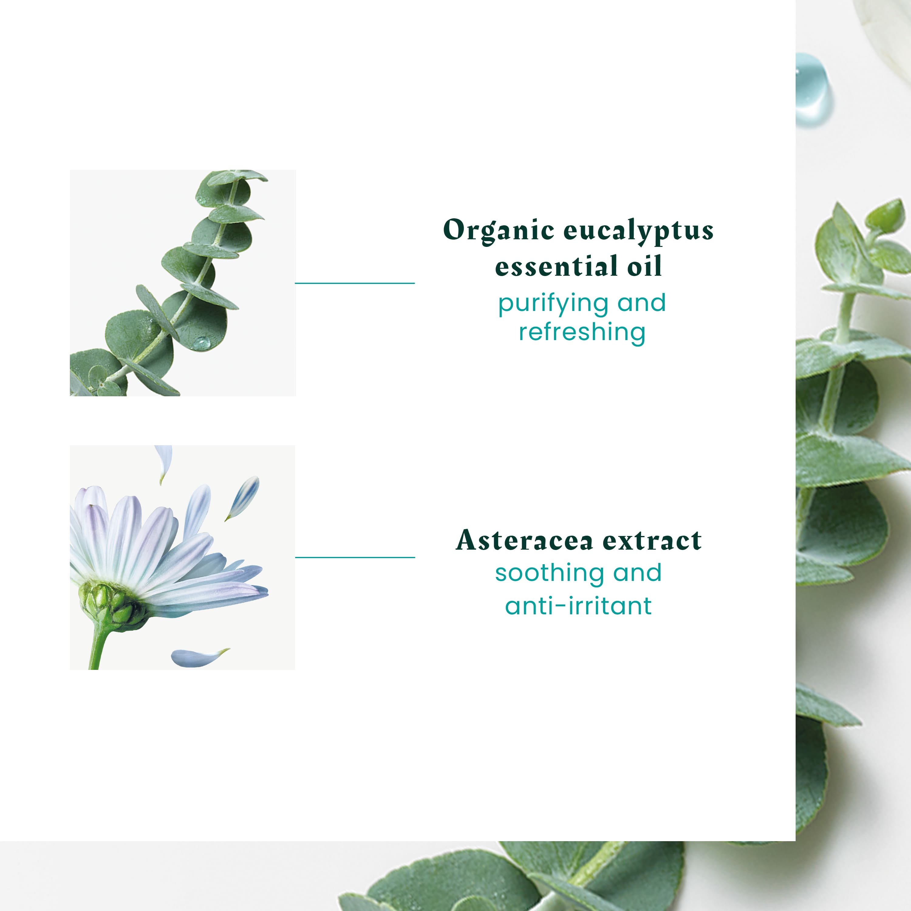 Concentrado Fresh Pure Soothing
