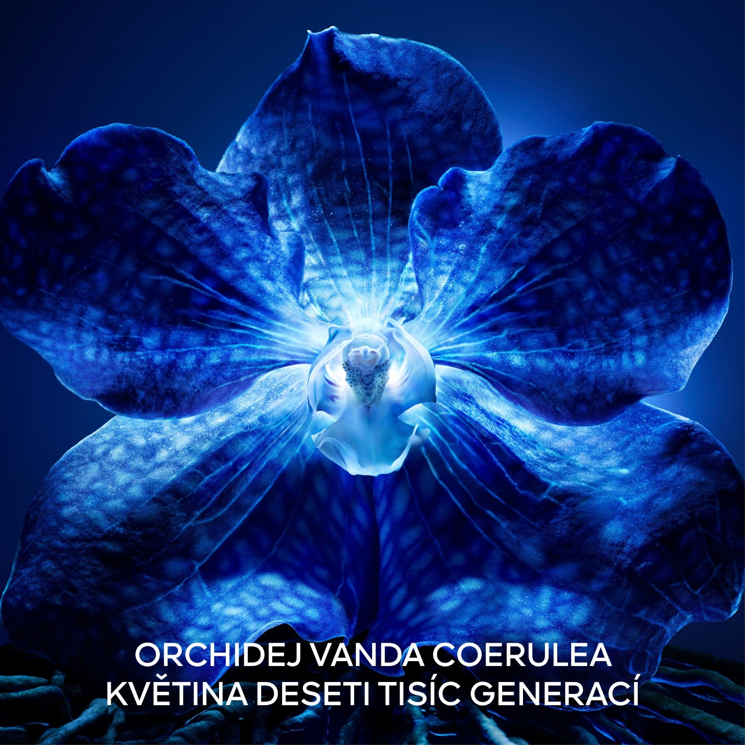 Orchidee Imperiale Light Cream Refill