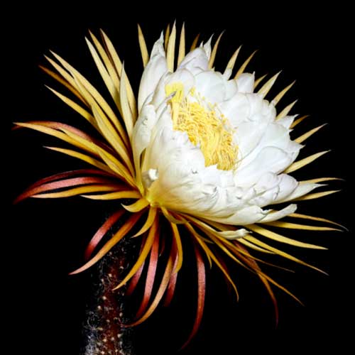 Uma Flor Rara